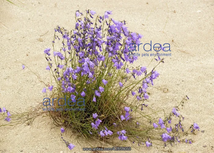  : Large clump of harebell, growing on sand dunes