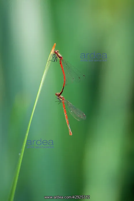: Large Common Red Damselflies - mating : Large Common Red Damselflies - mating