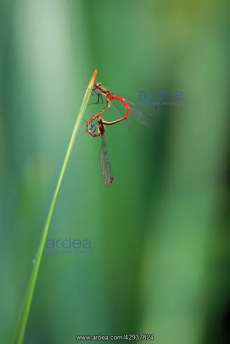  : Large Common Red Damselflies - mating