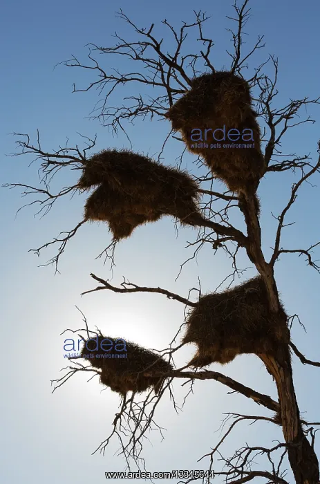 : Large communal nests of Sociable Weavers (Philetairus : Large communal nests of Sociable Weavers (Philetairus