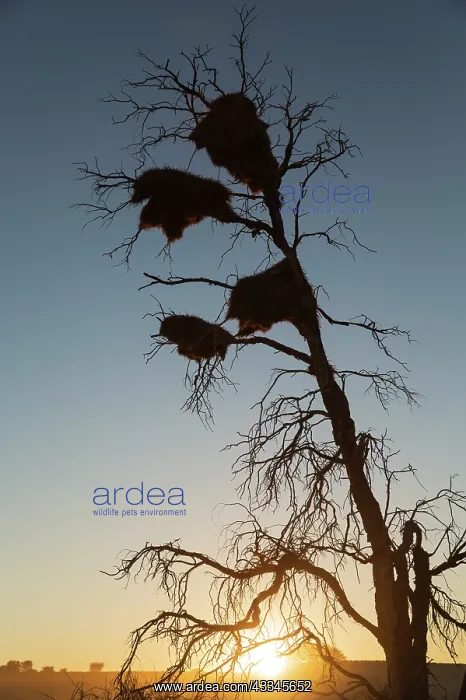 : Large communal nests of Sociable Weavers (Philetairus : Large communal nests of Sociable Weavers (Philetairus