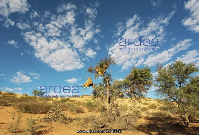 : Large communal nests of Sociable Weavers (Philetairus : Large communal nests of Sociable Weavers (Philetairus