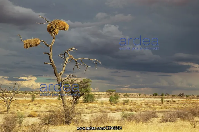 : Large communal nests of Sociable Weavers (Philetairus : Large communal nests of Sociable Weavers (Philetairus