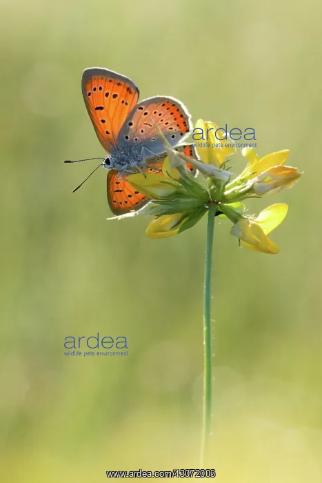 : Large Copper : Large Copper