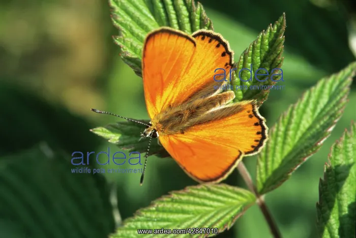 : Large Copper Butterfly : Large Copper Butterfly