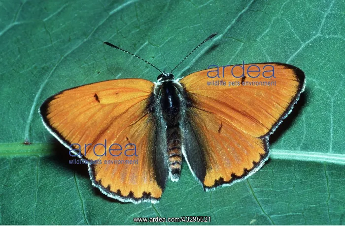 : Large Copper Butterfly : Large Copper Butterfly