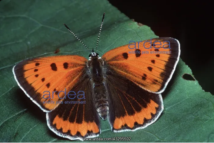 : Large Copper Butterfly - female : Large Copper Butterfly - female
