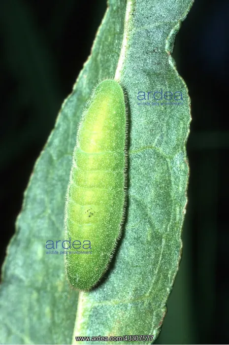 : LARGE COPPER BUTTERFLY - Larvae / caterpillar on : LARGE COPPER BUTTERFLY - Larvae / caterpillar on