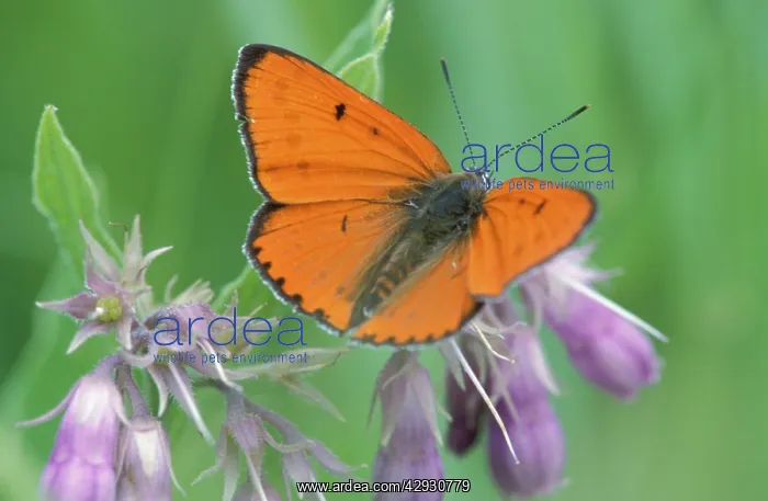 : Large Copper Butterfly - Male on Comfrey flower : Large Copper Butterfly - Male on Comfrey flower