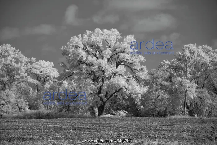 : Large Cottonwood tree dominates other trees along : Large Cottonwood tree dominates other trees along