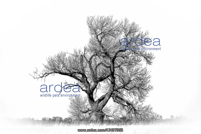 : Large cottonwood tree at Quivira National Game Refuge : Large cottonwood tree at Quivira National Game Refuge