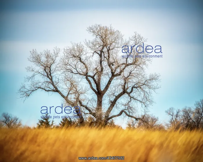 : Large Cottonwood tree at Quivira National Game Refuge : Large Cottonwood tree at Quivira National Game Refuge