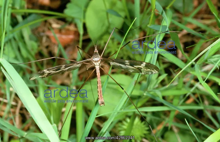 : Large Crane Fly / Daddy-Long-Legs : Large Crane Fly / Daddy-Long-Legs