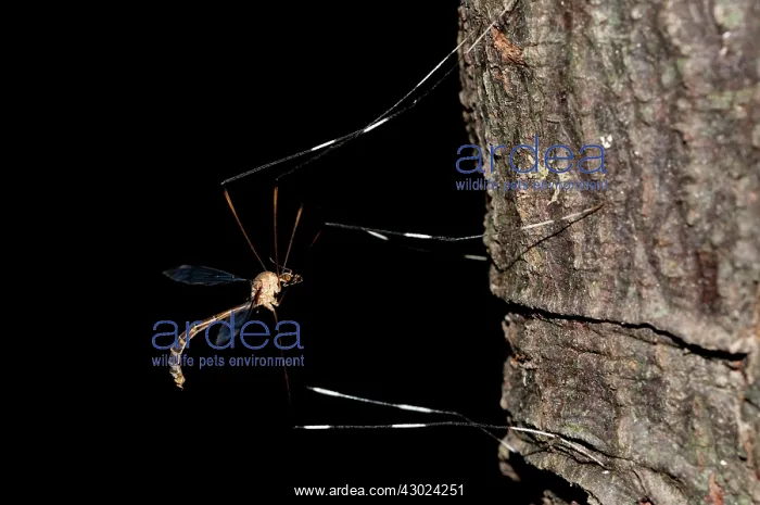 : Large Crane Fly Large Crane Fly on tree trunk Klungkun : Large Crane Fly Large Crane Fly on tree trunk Klungkun