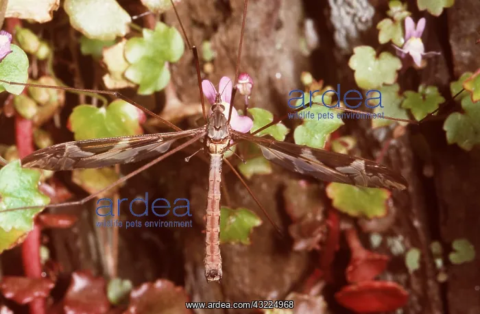 : LARGE CRANEFLY / Daddy-Long-Legs : LARGE CRANEFLY / Daddy-Long-Legs