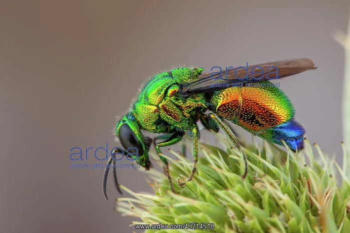 : Large Cuckoo wasp (Stilbum cyanurum), Camargue : Large Cuckoo wasp (Stilbum cyanurum), Camargue