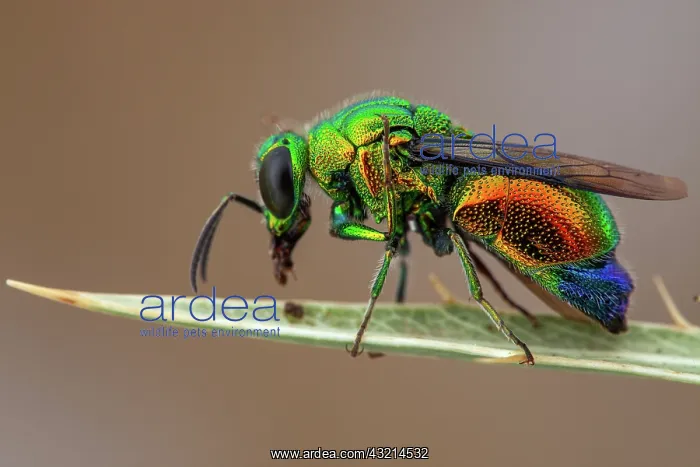 : Large Cuckoo wasp (Stilbum cyanurum), Camargue : Large Cuckoo wasp (Stilbum cyanurum), Camargue