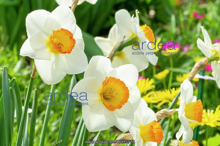: Large-Cupped Daffodil (Narcissus) Flower Record : Large-Cupped Daffodil (Narcissus) Flower Record