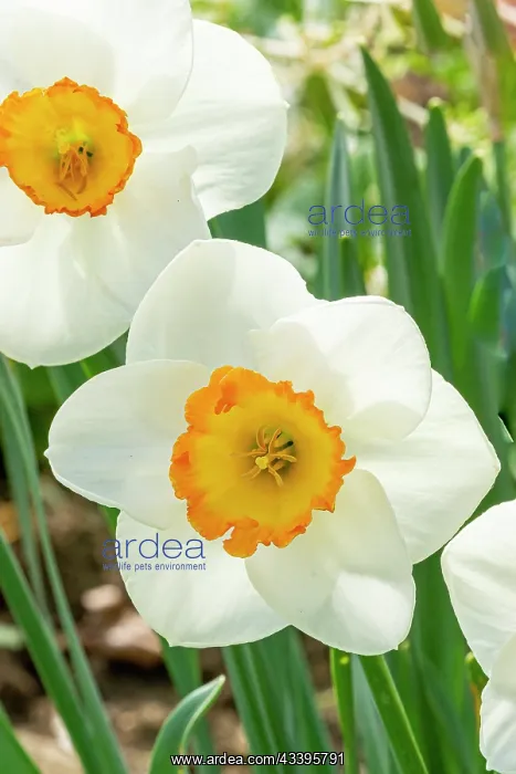 : Large-Cupped Daffodil (Narcissus) Flower Record : Large-Cupped Daffodil (Narcissus) Flower Record