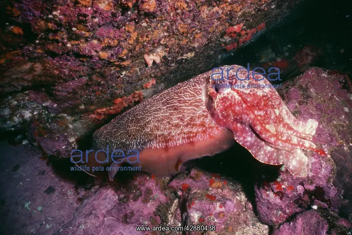 : Large Cuttlefish - Camouflaged as coral : Large Cuttlefish - Camouflaged as coral
