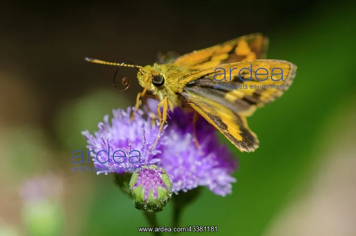 : Large Dart Butterfly : Large Dart Butterfly