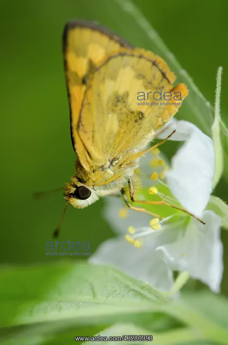  : Large Dart Butterfly - on flower - Klungkung, Bali