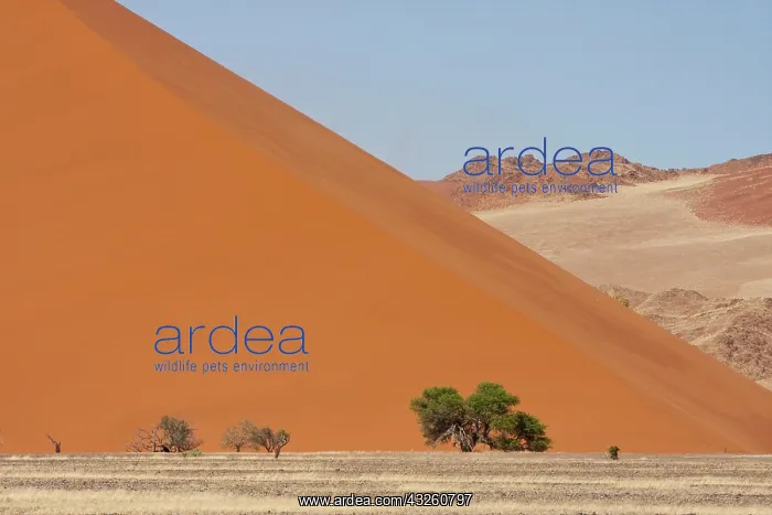 : Large dune with trees in front and rocky : Large dune with trees in front and rocky
