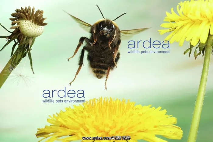 : Large earth bumblebee (Bombus terrestris) in flight : Large earth bumblebee (Bombus terrestris) in flight