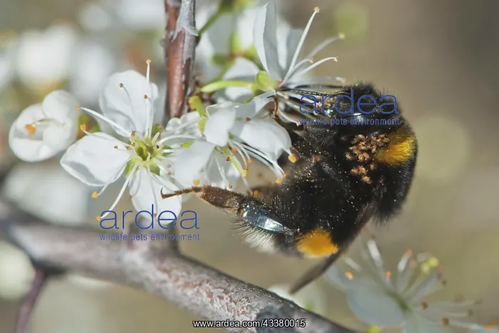 : Large earth bumblebee (Bombus terrestris) with m : Large earth bumblebee (Bombus terrestris) with m