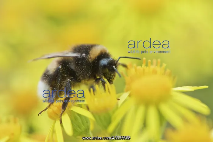 : Large earth bumblebee (Bombus terrestris) on Ragwort : Large earth bumblebee (Bombus terrestris) on Ragwort