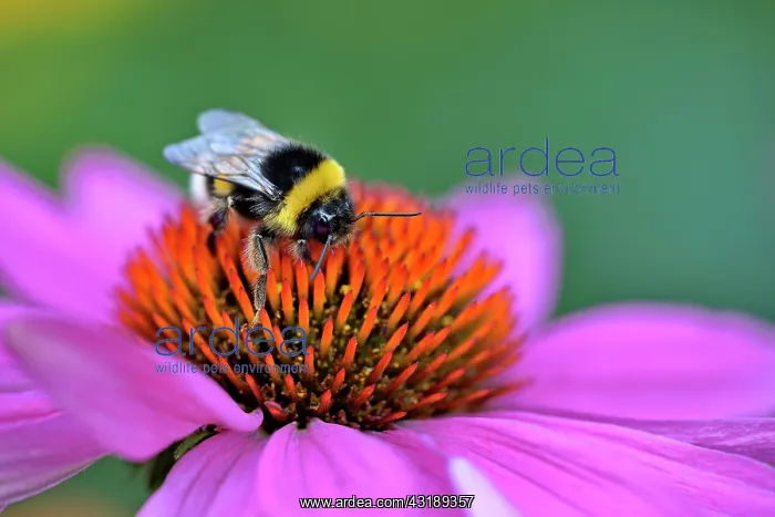 : Large earth bumblebee (Bombus terrestris) sitting : Large earth bumblebee (Bombus terrestris) sitting