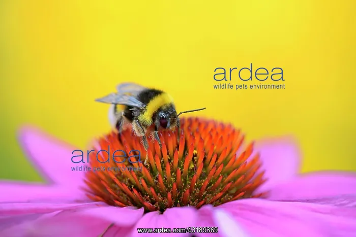 : Large earth bumblebee (Bombus terrestris) sitting : Large earth bumblebee (Bombus terrestris) sitting