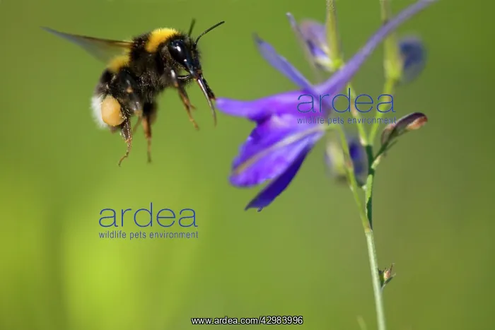 : Large Earth Bumblebee / Buff-tailed Bumblebee - : Large Earth Bumblebee / Buff-tailed Bumblebee -