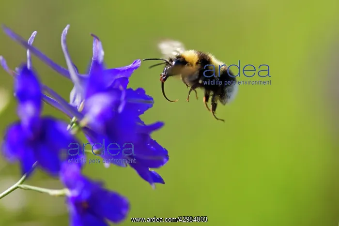 : Large Earth Bumblebee / Buff-tailed Bumblebee - : Large Earth Bumblebee / Buff-tailed Bumblebee -