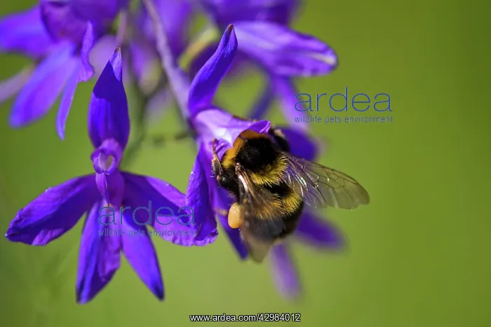 : Large Earth Bumblebee / Buff-tailed Bumblebee - : Large Earth Bumblebee / Buff-tailed Bumblebee -
