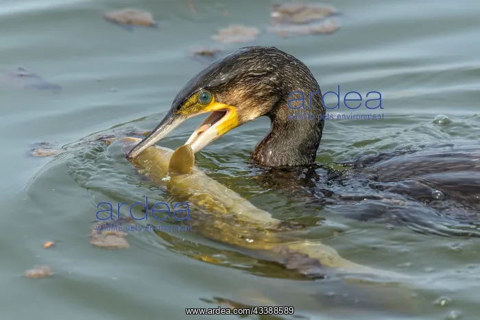 : A large eel tries to escape from a large great cormorant : A large eel tries to escape from a large great cormorant