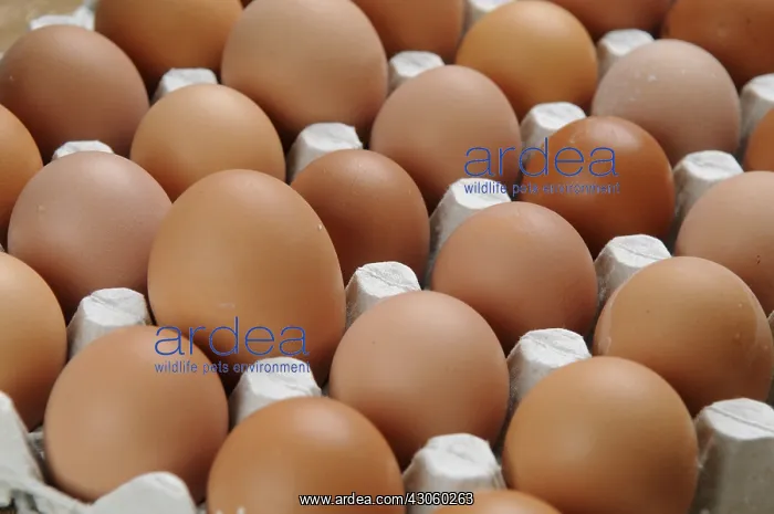 : A large egg double yellow on the left : A large egg double yellow on the left