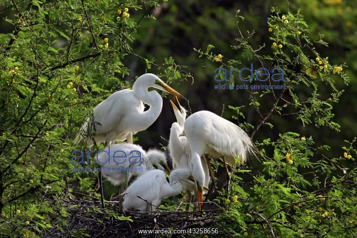 : Large Egret family at nest, Keoladeo National : Large Egret family at nest, Keoladeo National