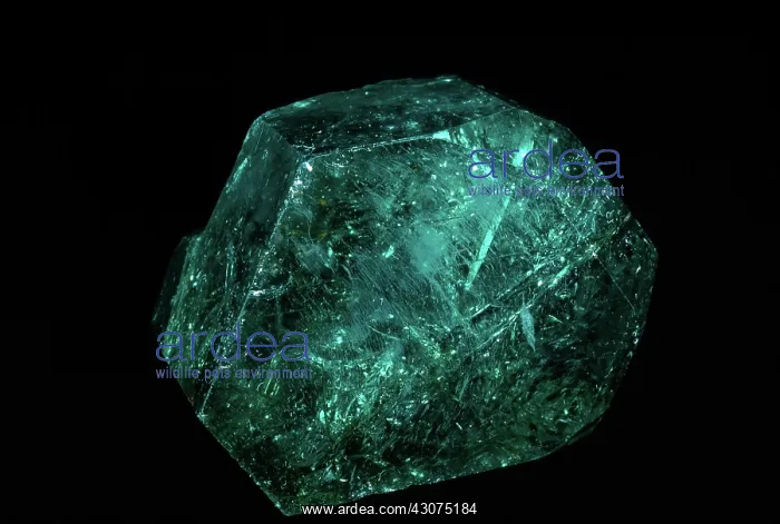 : Large Emerald : Large Emerald