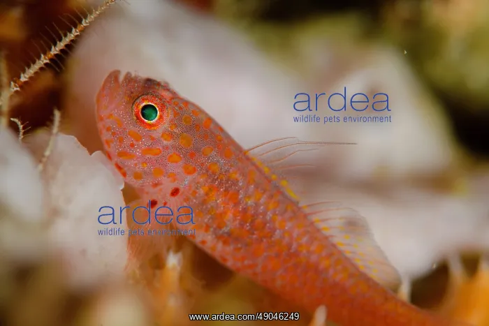 : Large-eye Dwarfgoby : Large-eye Dwarfgoby