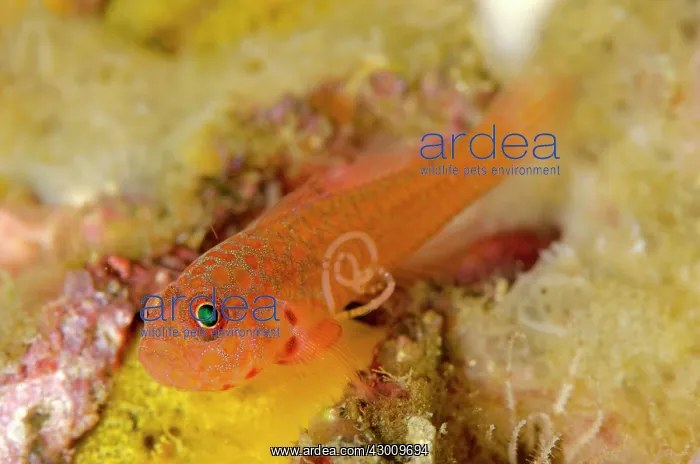 : Large-eye Dwarfgoby with parasitic Copepod with : Large-eye Dwarfgoby with parasitic Copepod with