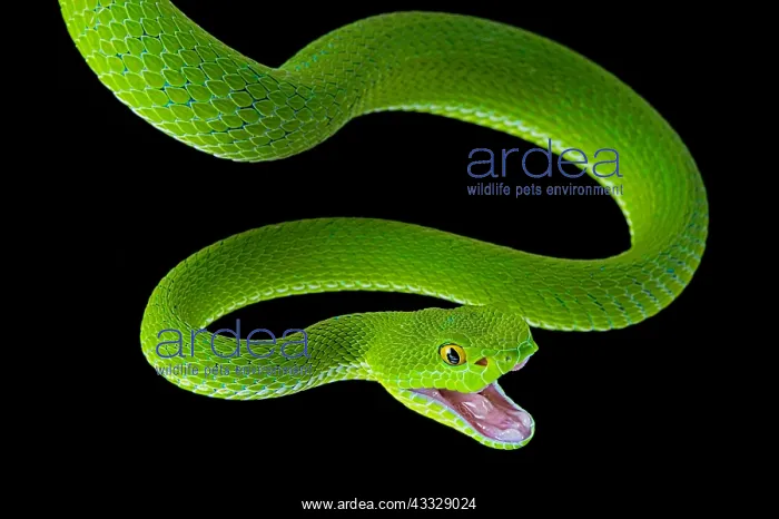 : Large-eyed Pit Viper (Trimeresurus macrops) female : Large-eyed Pit Viper (Trimeresurus macrops) female