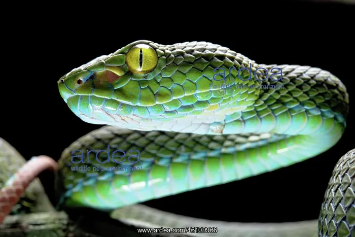 : Large eyed Pit viper (Trimeresurus macrops), Krabi : Large eyed Pit viper (Trimeresurus macrops), Krabi