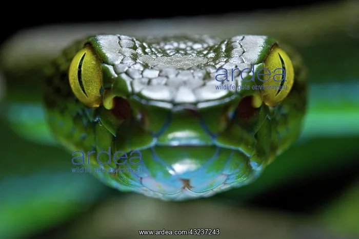 : Large eyed Pit viper (Trimeresurus macrops), Krabi : Large eyed Pit viper (Trimeresurus macrops), Krabi