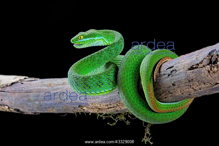 : Large-eyed Pit Viper (Trimeresurus macrops) male : Large-eyed Pit Viper (Trimeresurus macrops) male