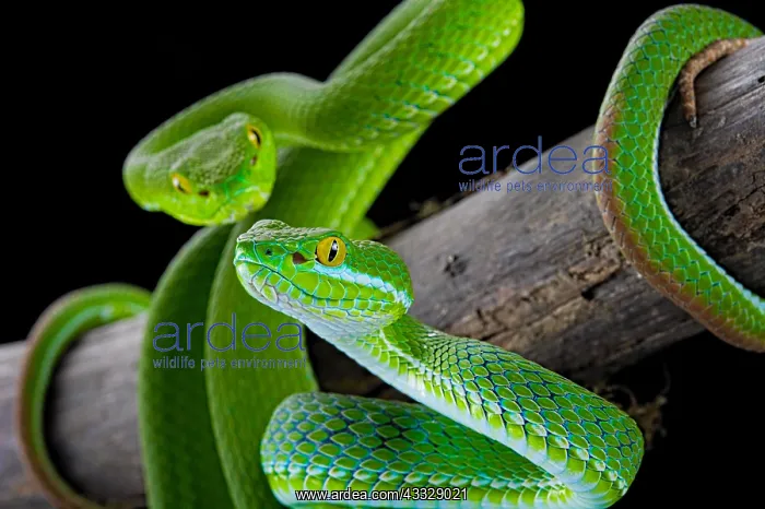 : Large-eyed Pit Viper (Trimeresurus macrops) pair : Large-eyed Pit Viper (Trimeresurus macrops) pair