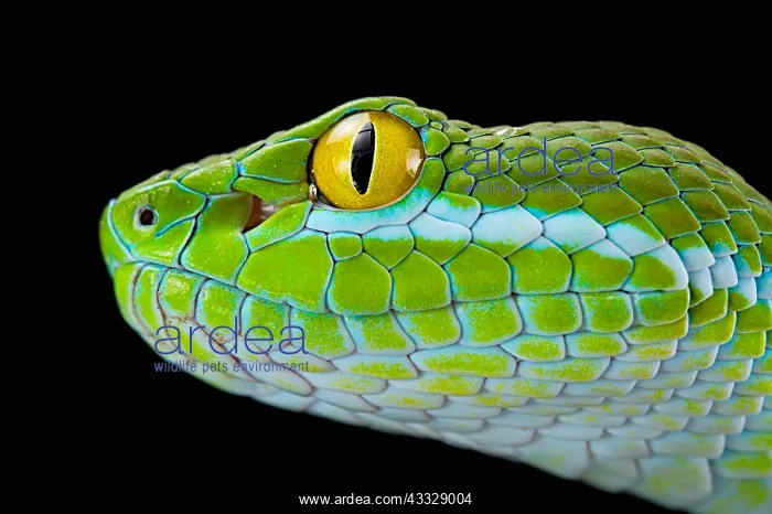: Large-eyed Pit Viper (Trimeresurus macrops) portrait : Large-eyed Pit Viper (Trimeresurus macrops) portrait