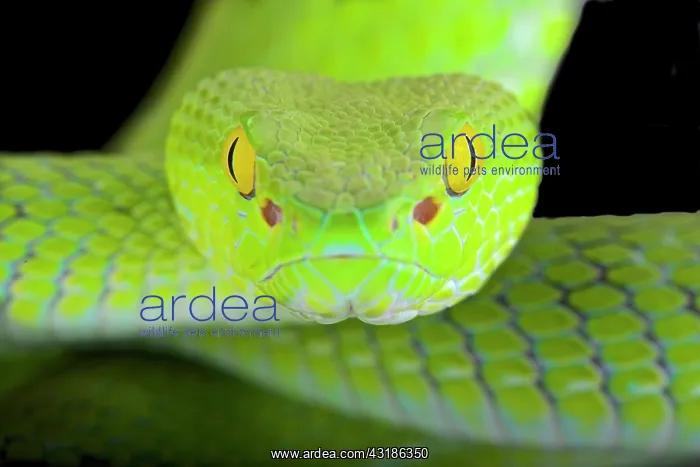 : Large-eyed pitviper (Trimeresurus macrops) : Large-eyed pitviper (Trimeresurus macrops)