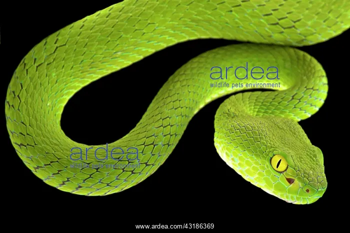 : Large-eyed pitviper (Trimeresurus macrops), Thailand : Large-eyed pitviper (Trimeresurus macrops), Thailand