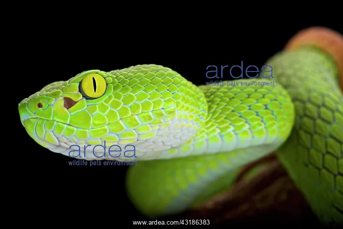 : Large-eyed pitviper (Trimeresurus macrops), Thailand : Large-eyed pitviper (Trimeresurus macrops), Thailand